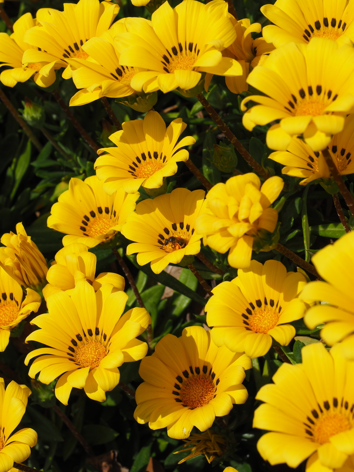 f:id:k10no3:20190518084201j:plain