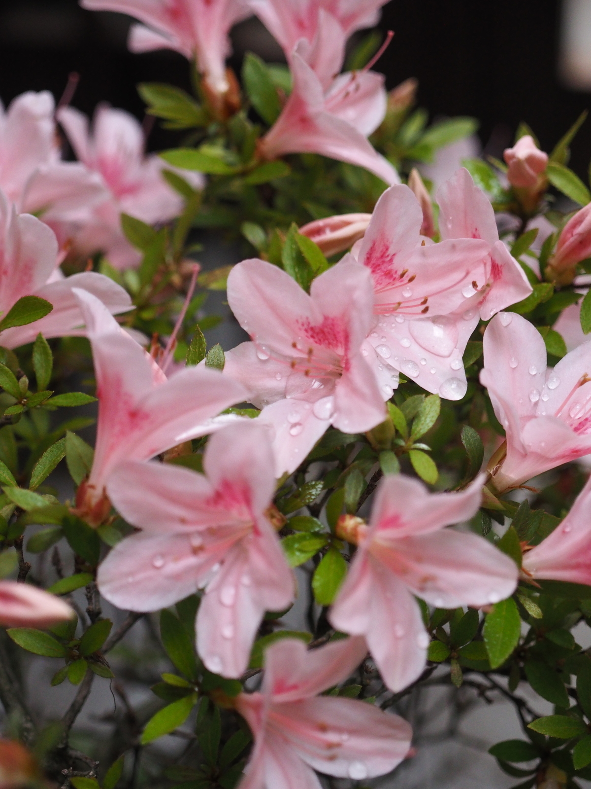 f:id:k10no3:20190531180451j:plain
