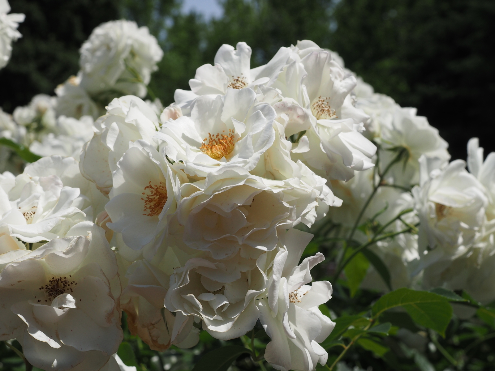 f:id:k10no3:20190601104200j:plain