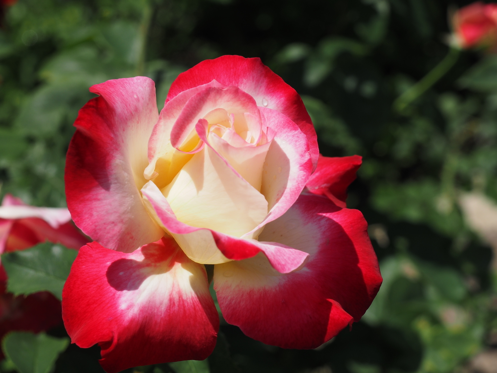 f:id:k10no3:20190601104430j:plain