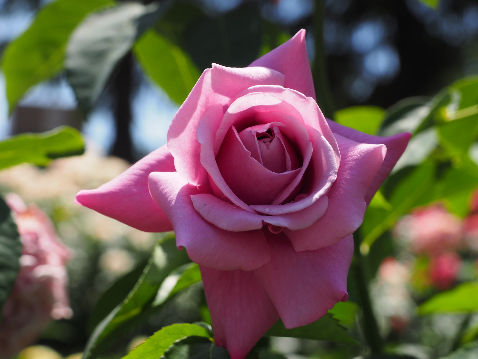 f:id:k10no3:20190601104447j:plain