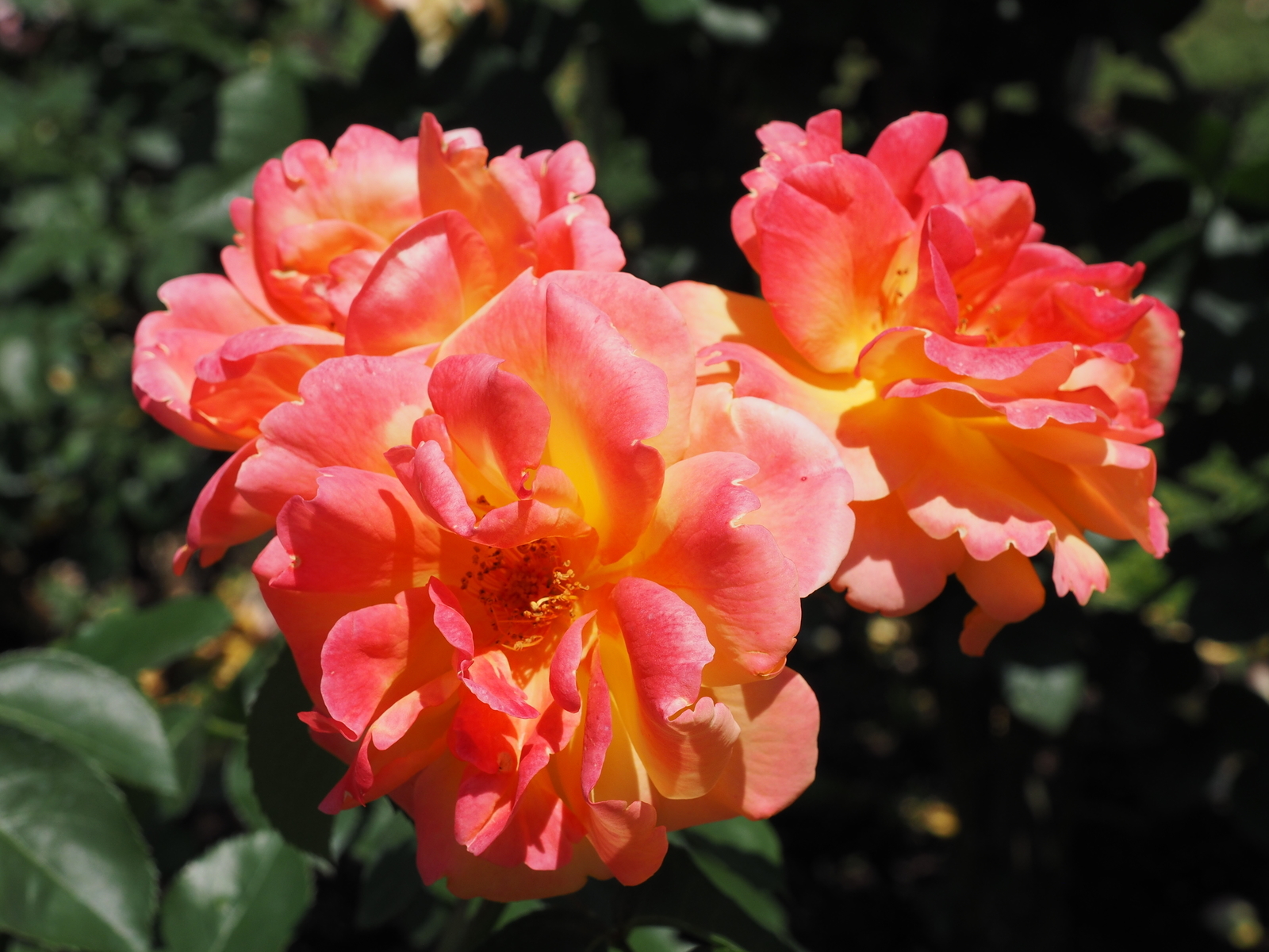 f:id:k10no3:20190601104638j:plain