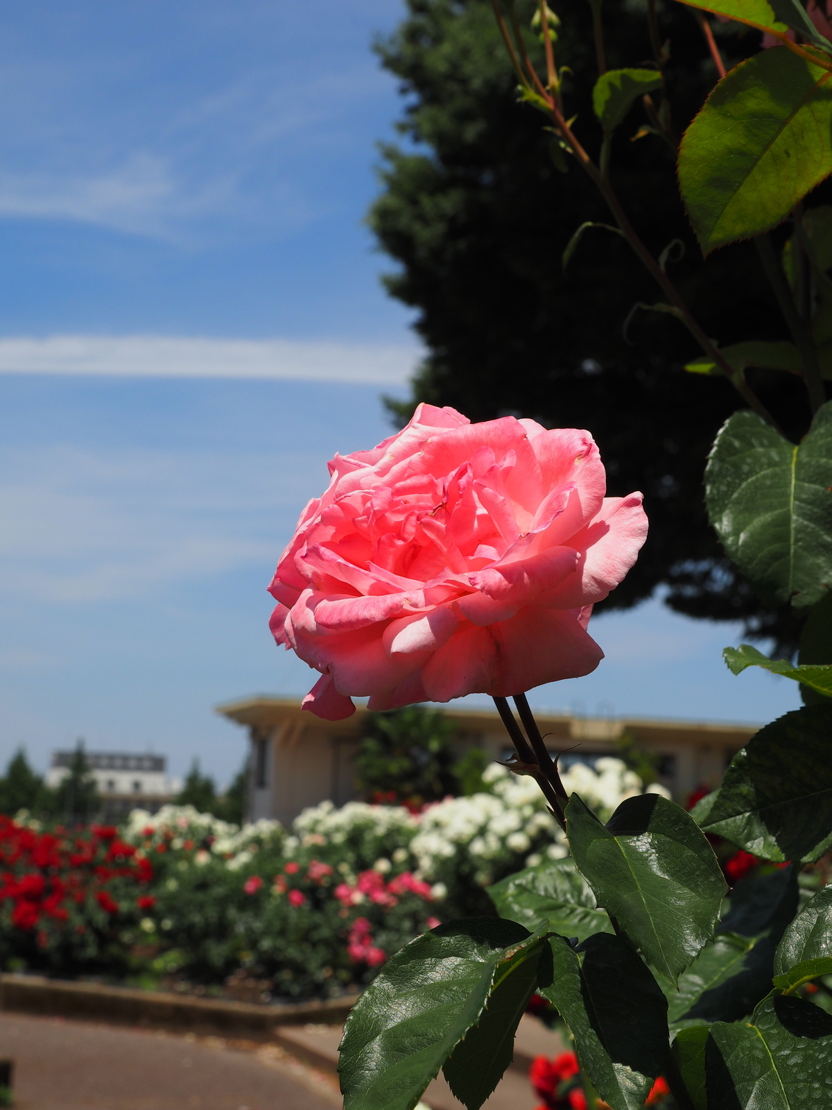 f:id:k10no3:20190601104759j:plain