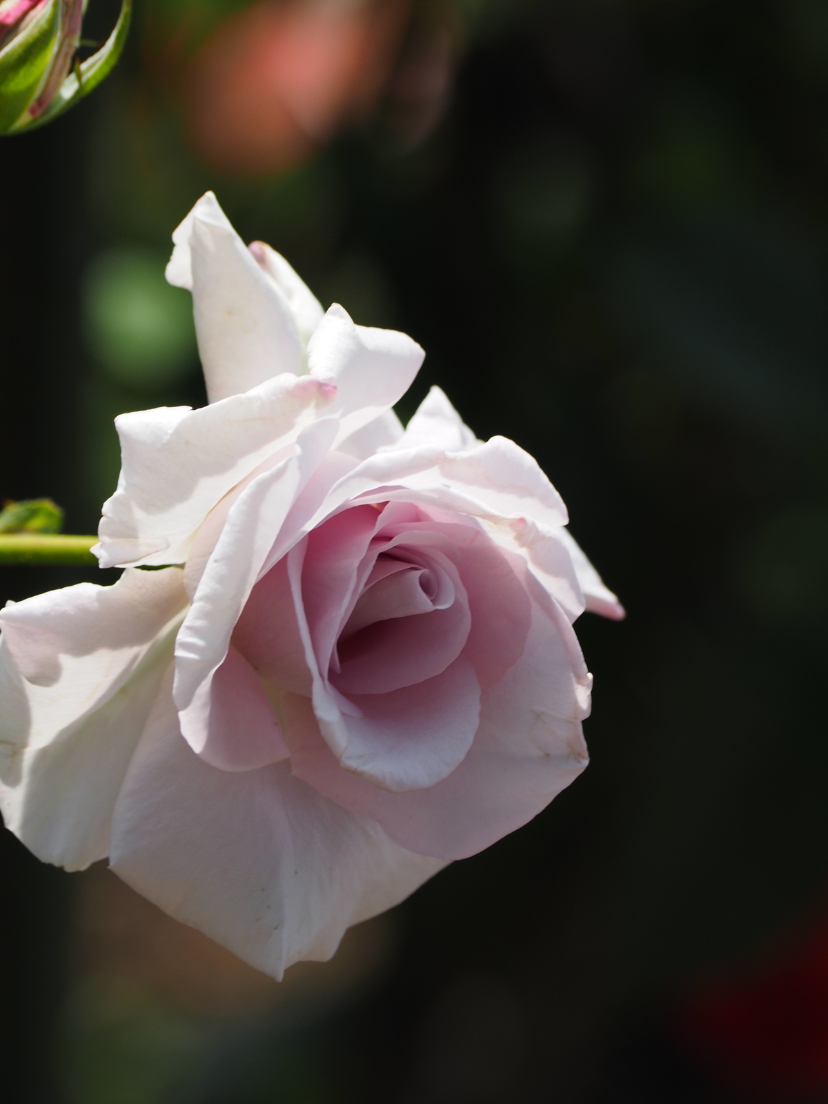 f:id:k10no3:20190601110725j:plain