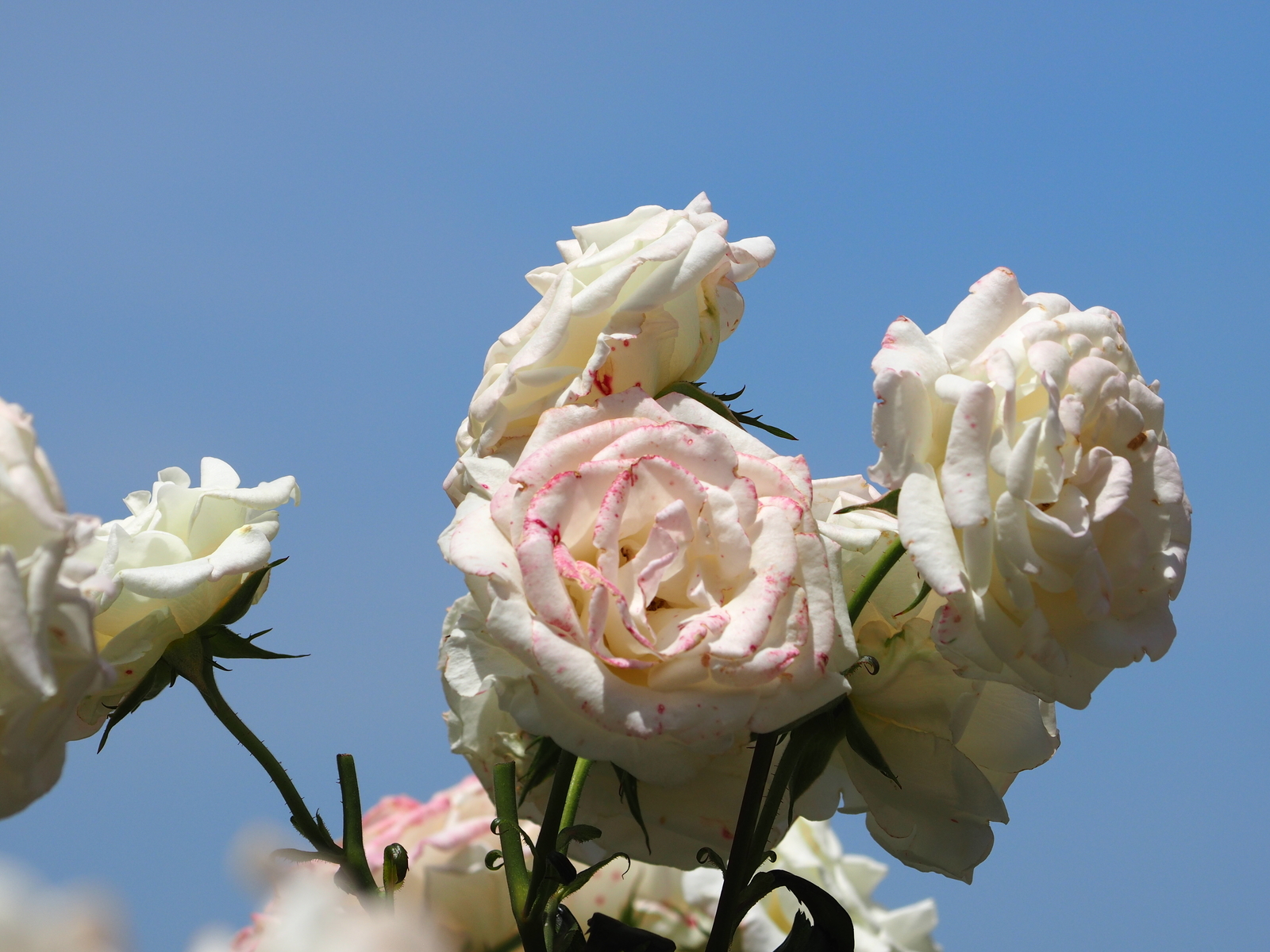 f:id:k10no3:20190601111053j:plain