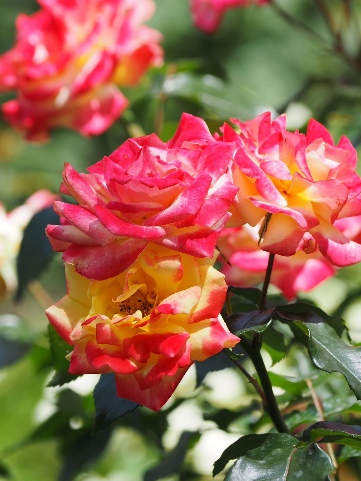 f:id:k10no3:20190601111203j:plain