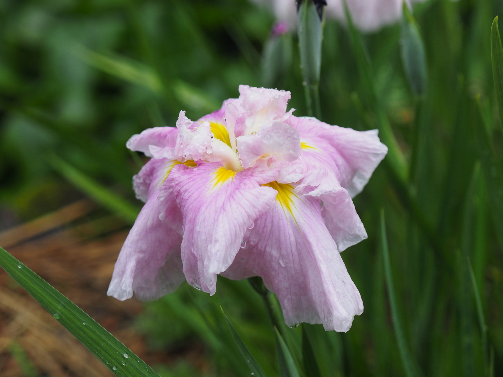 f:id:k10no3:20190608120327j:plain
