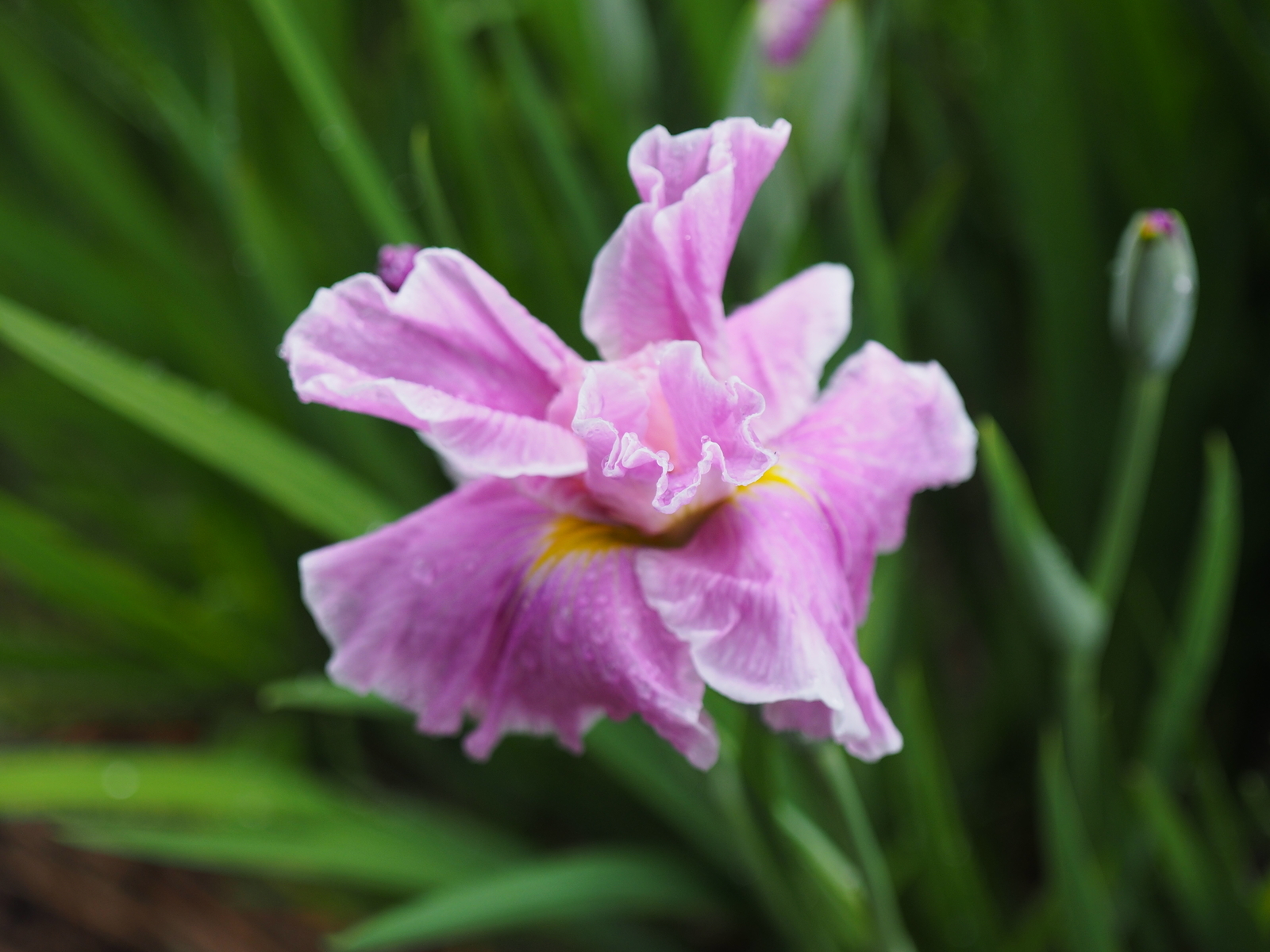 f:id:k10no3:20190608120351j:plain