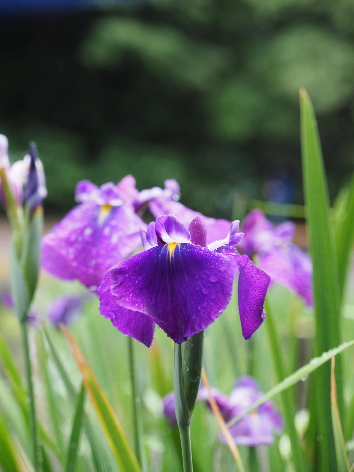 f:id:k10no3:20190608120648j:plain