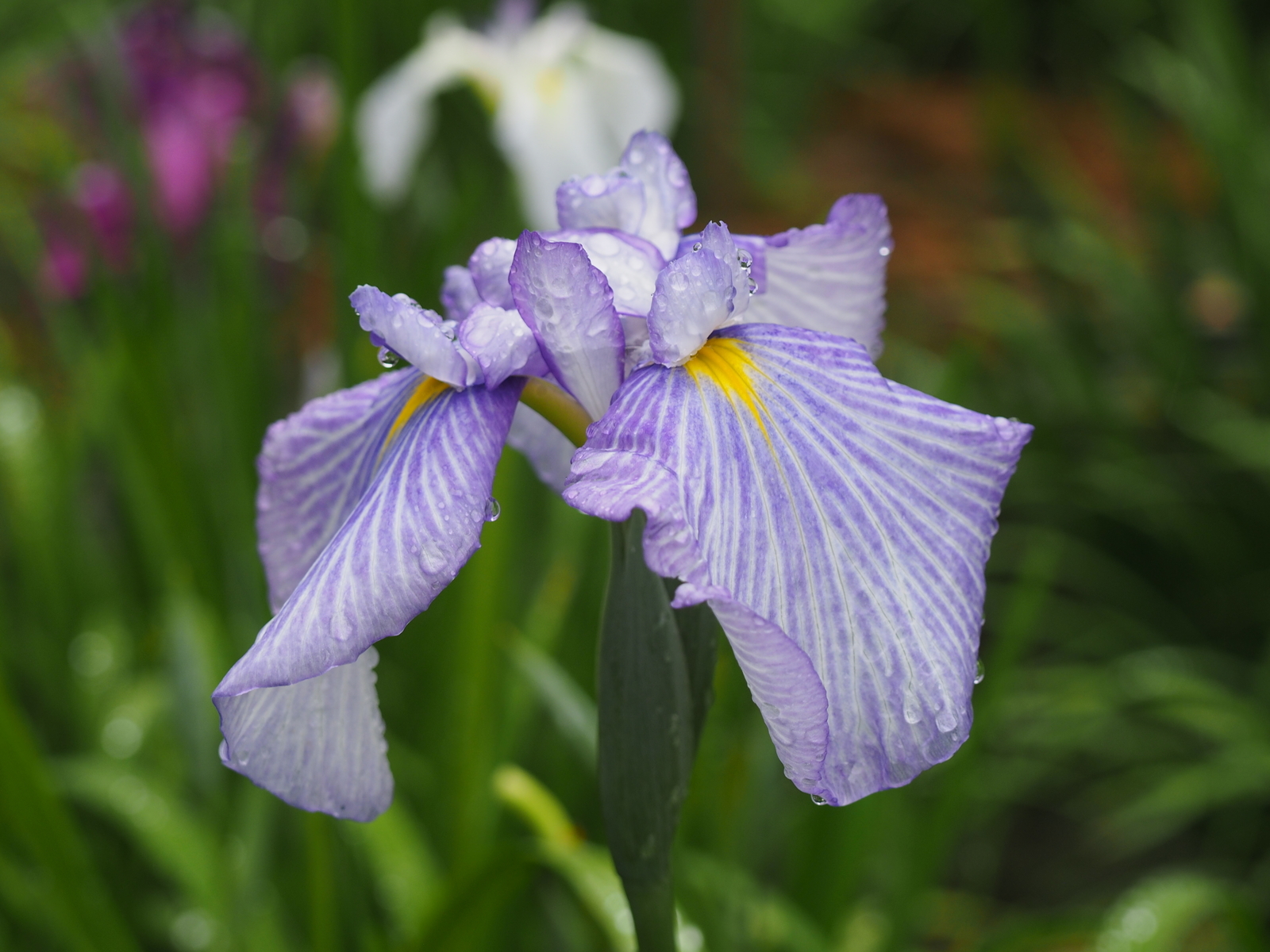 f:id:k10no3:20190608121504j:plain