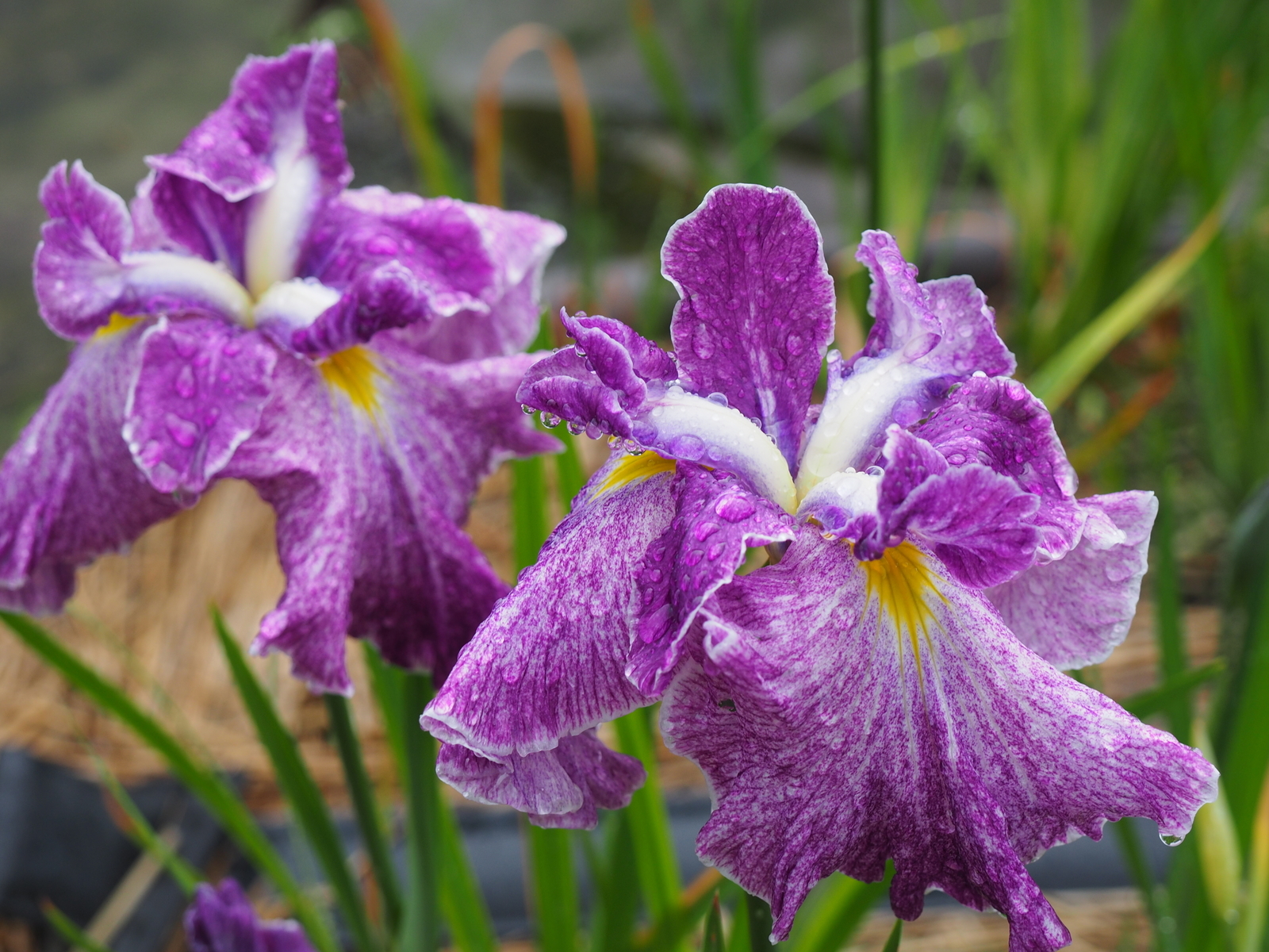 f:id:k10no3:20190608122219j:plain