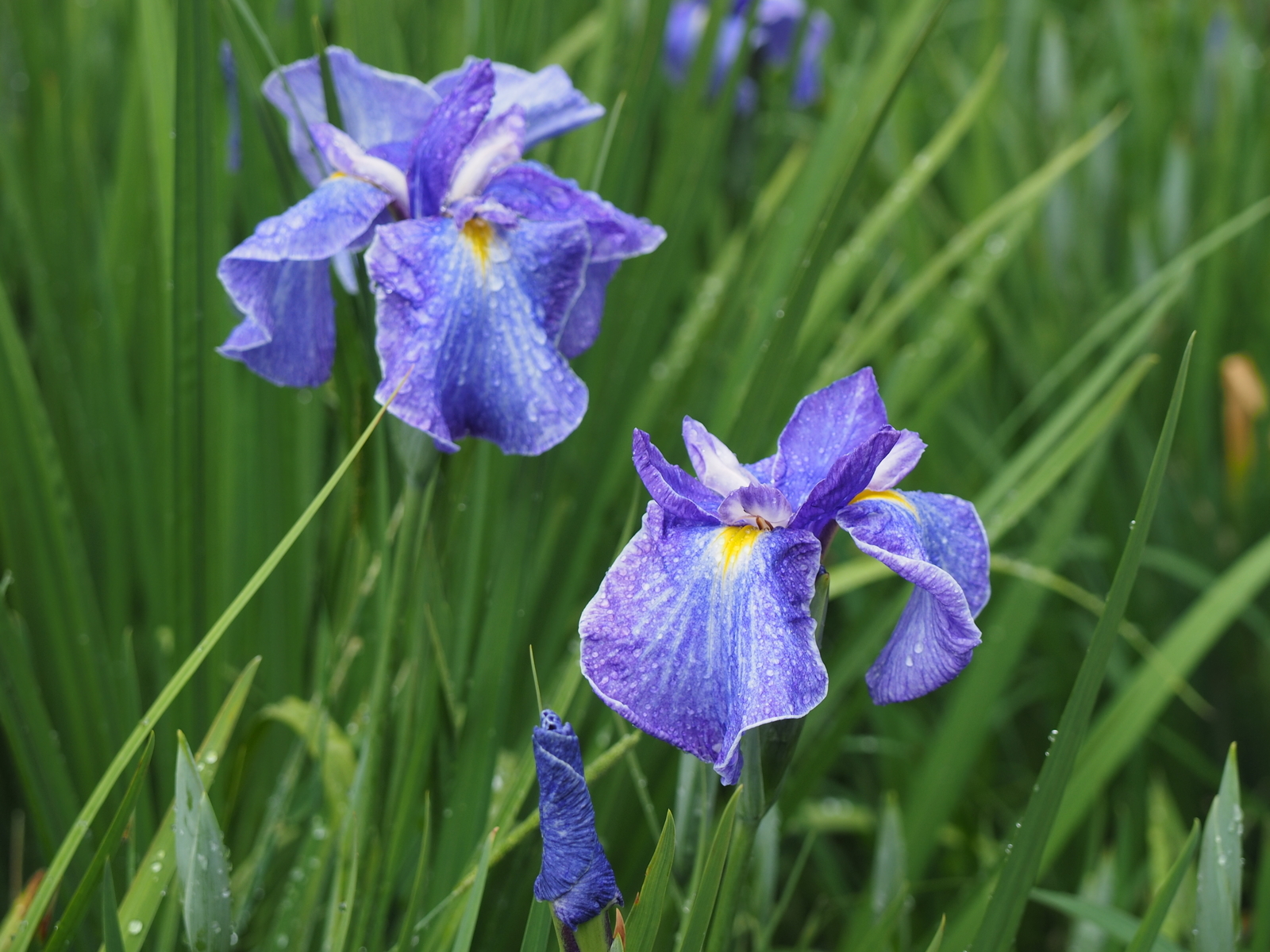 f:id:k10no3:20190608122231j:plain