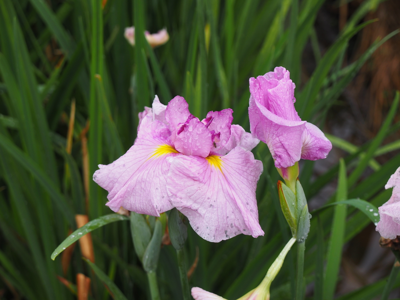 f:id:k10no3:20190608122303j:plain