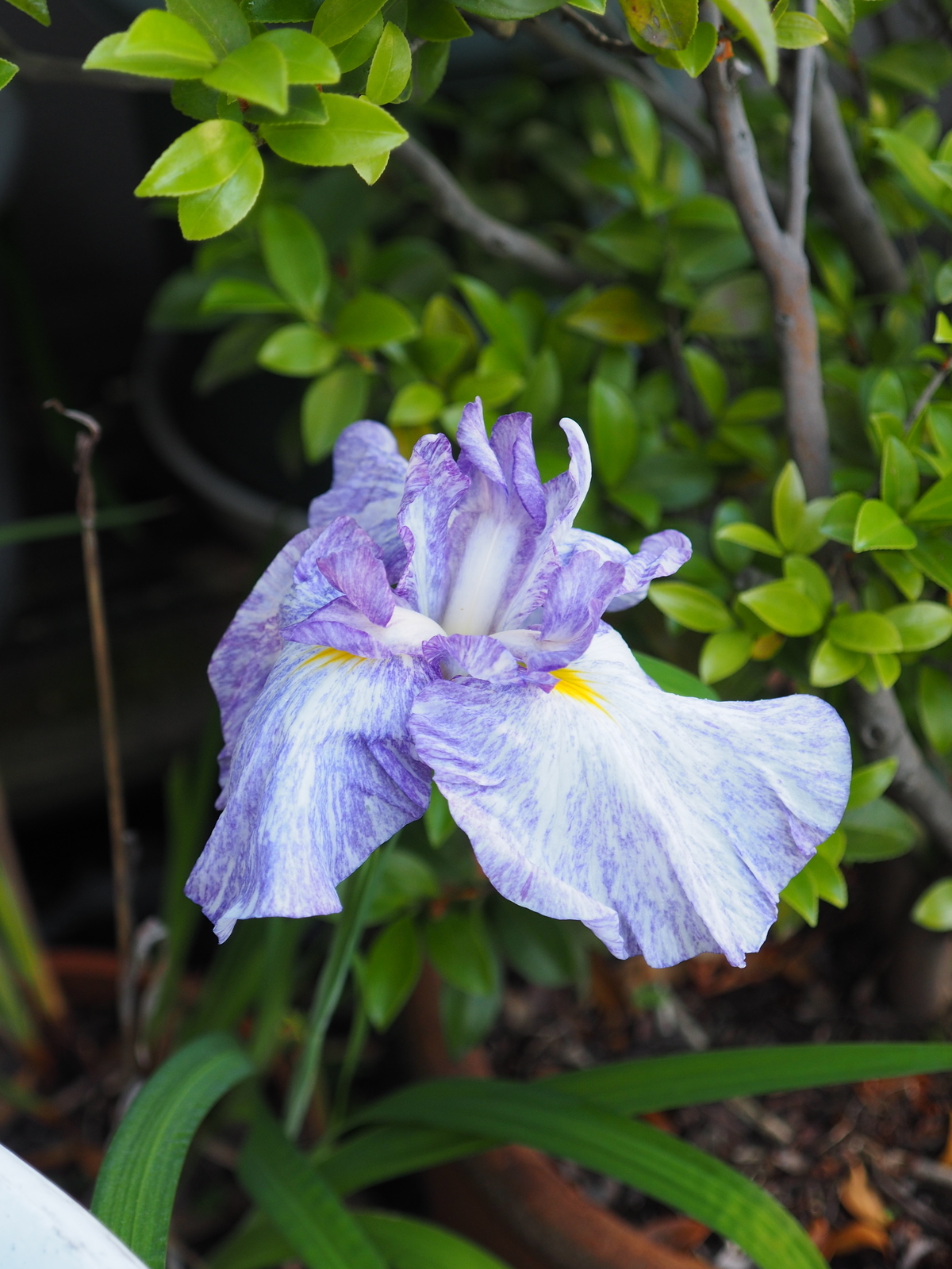 f:id:k10no3:20190612182740j:plain