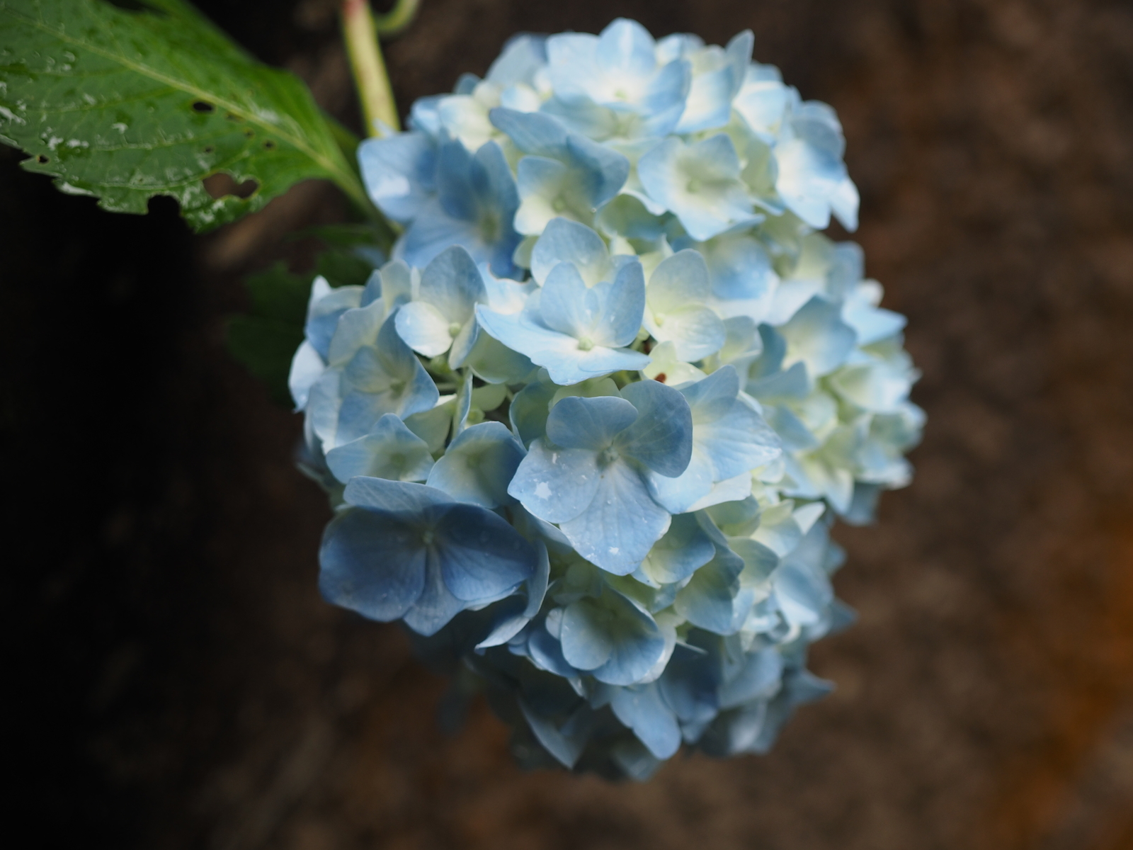 f:id:k10no3:20190622103752j:plain f:id:k10no3:20190622103752j:plain