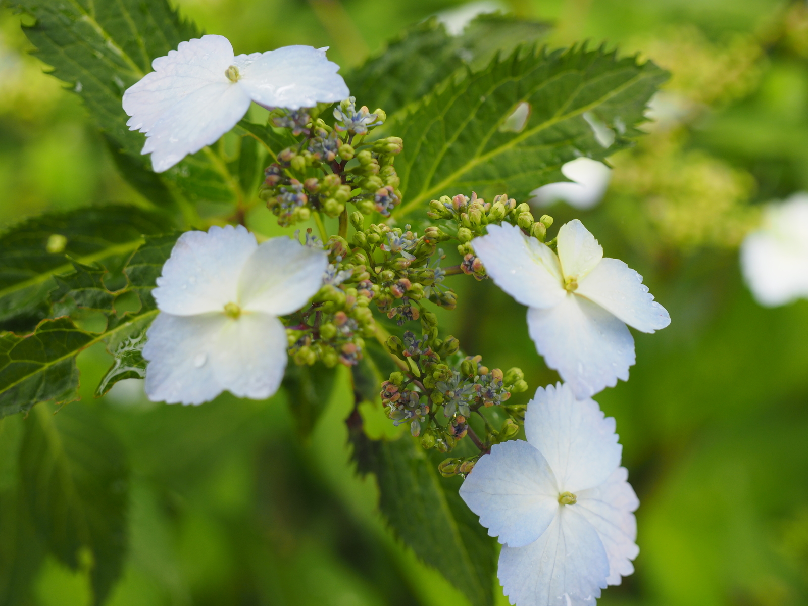 f:id:k10no3:20190622104111j:plain f:id:k10no3:20190622104111j:plain