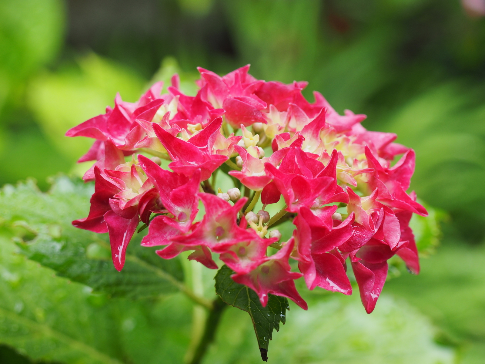 f:id:k10no3:20190622104218j:plain f:id:k10no3:20190622104218j:plain