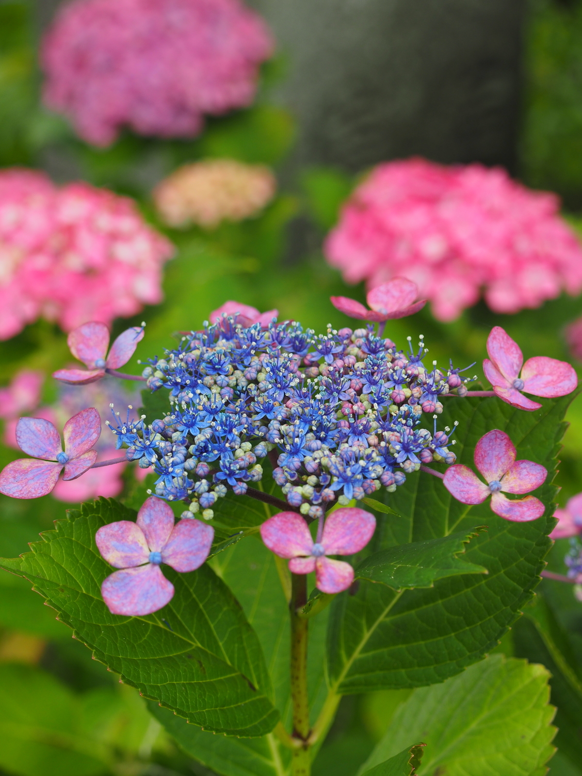 f:id:k10no3:20190629080644j:plain