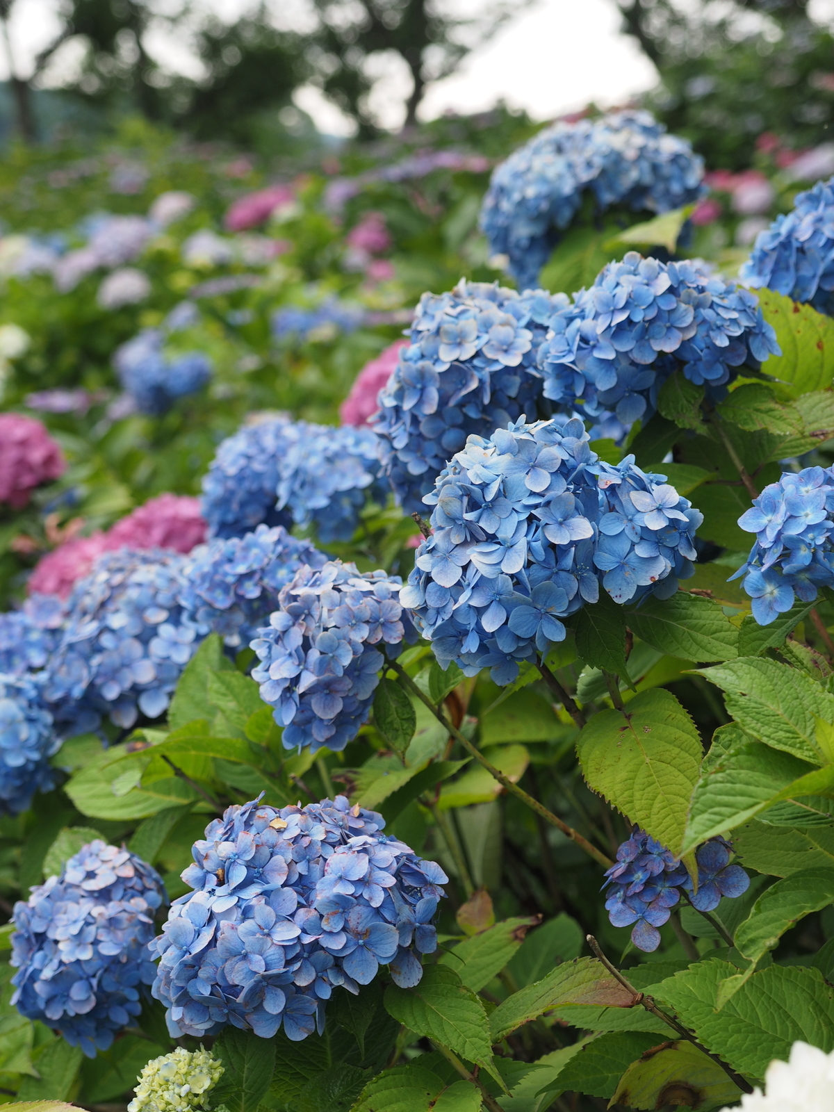 f:id:k10no3:20190629082604j:plain