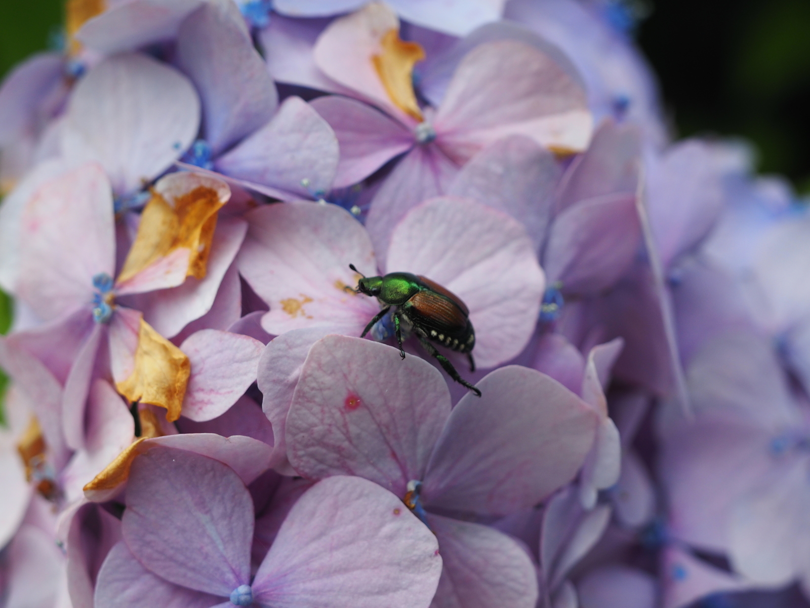 f:id:k10no3:20190629083656j:plain