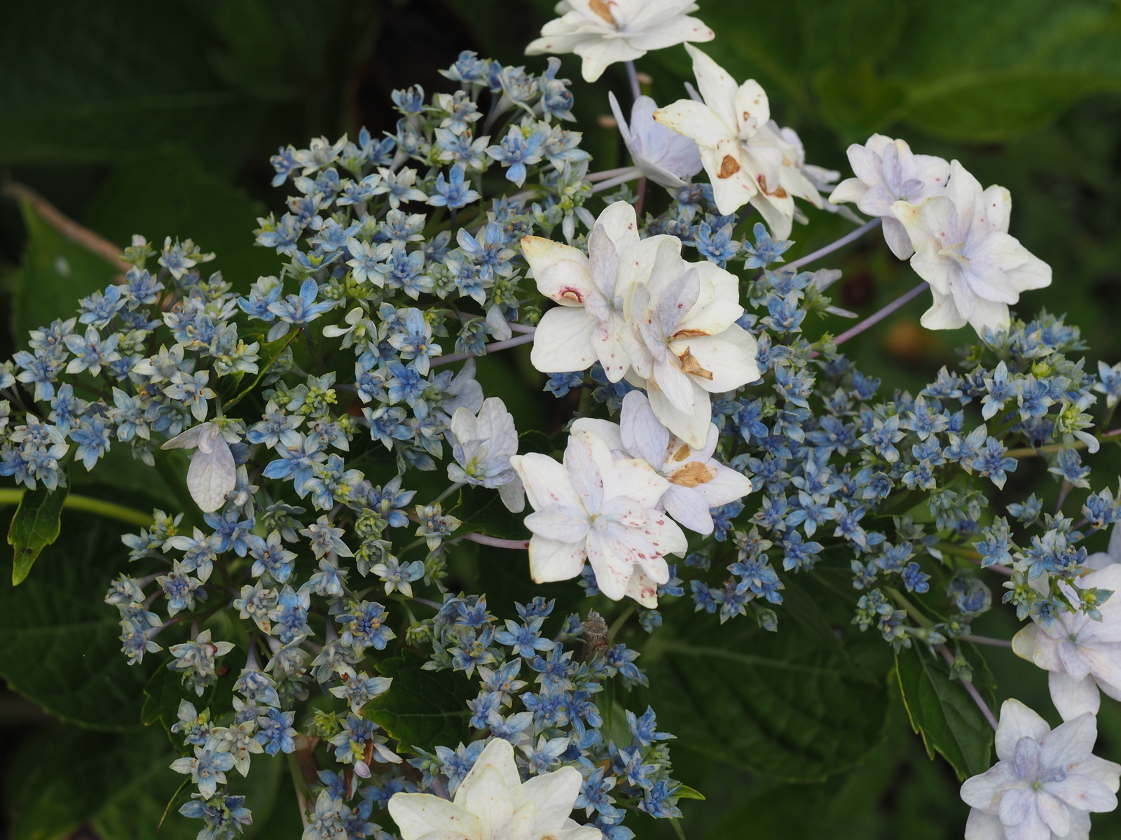 f:id:k10no3:20190629084337j:plain