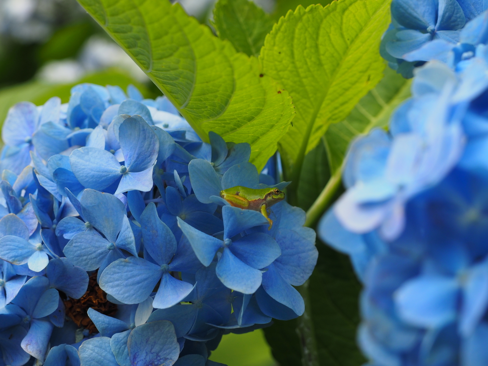 f:id:k10no3:20190629090101j:plain
