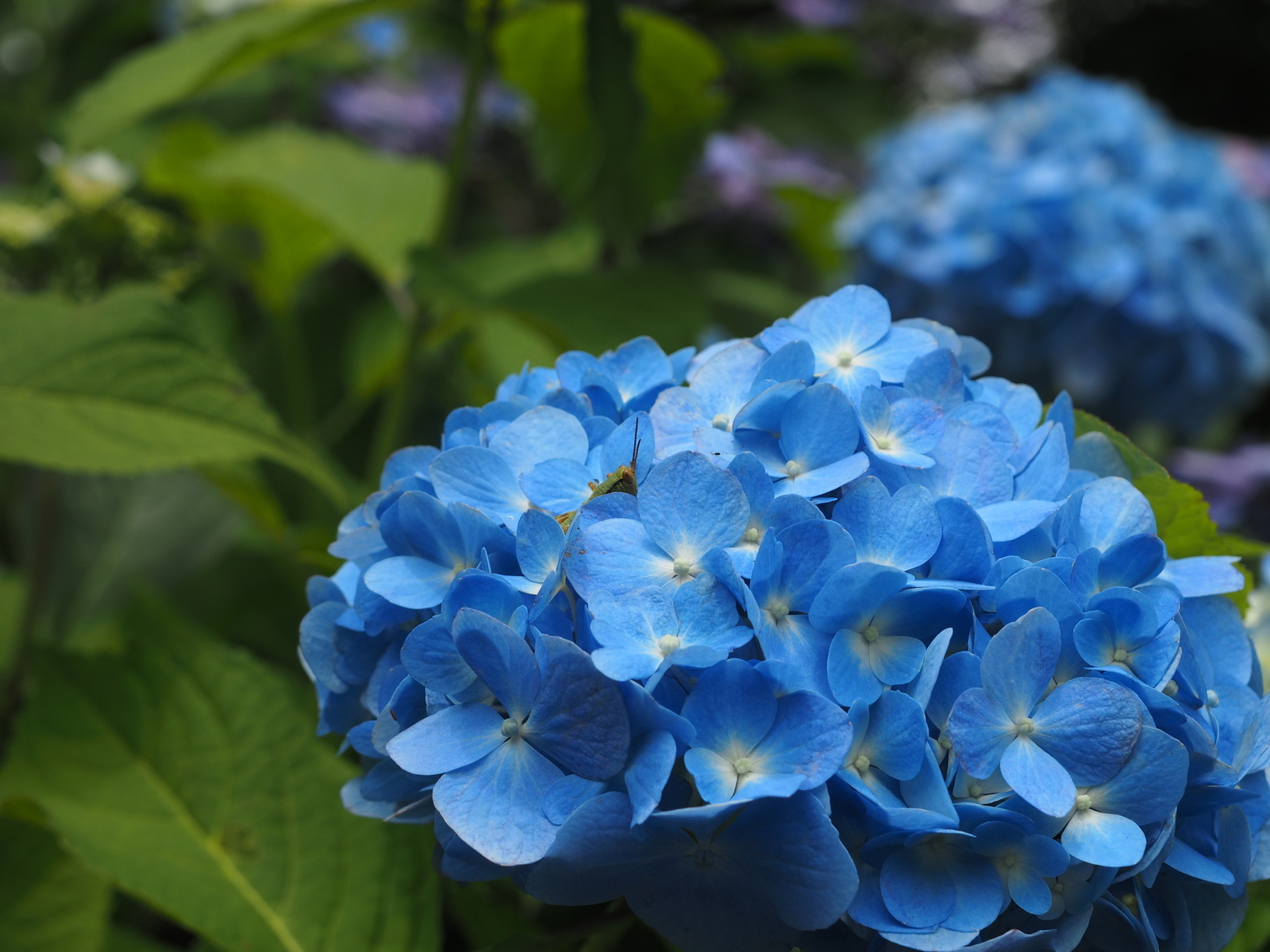 f:id:k10no3:20190629090147j:plain