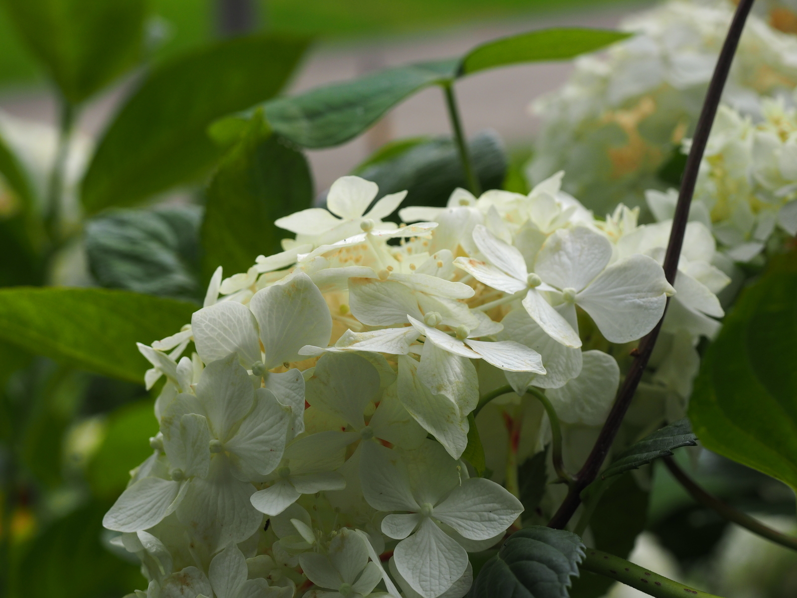 f:id:k10no3:20190629090555j:plain