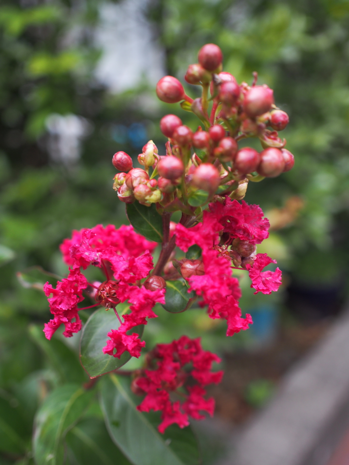 f:id:k10no3:20190714134810j:plain