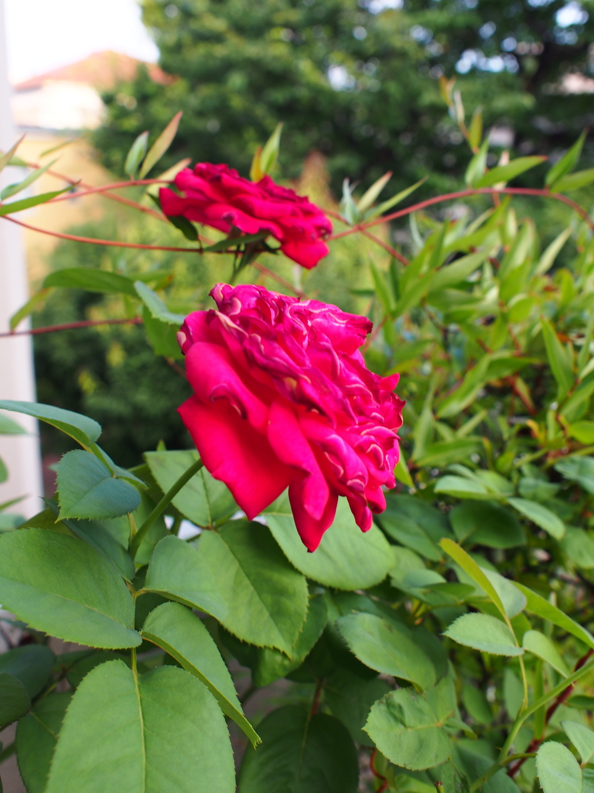 f:id:k10no3:20190807182527j:plain