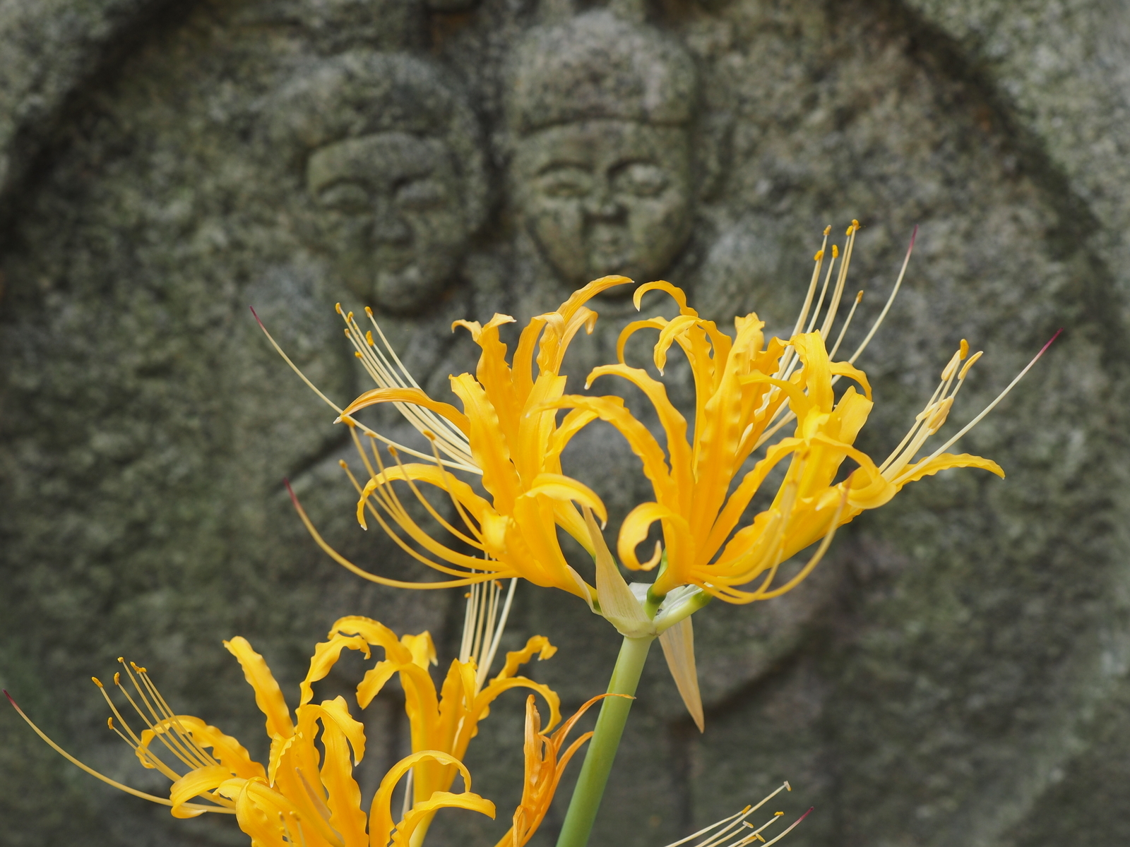 f:id:k10no3:20190928095117j:plain