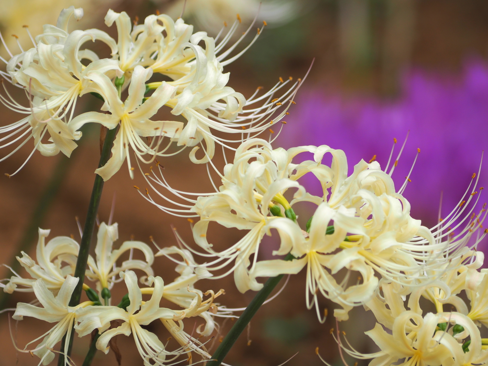 f:id:k10no3:20190928100703j:plain