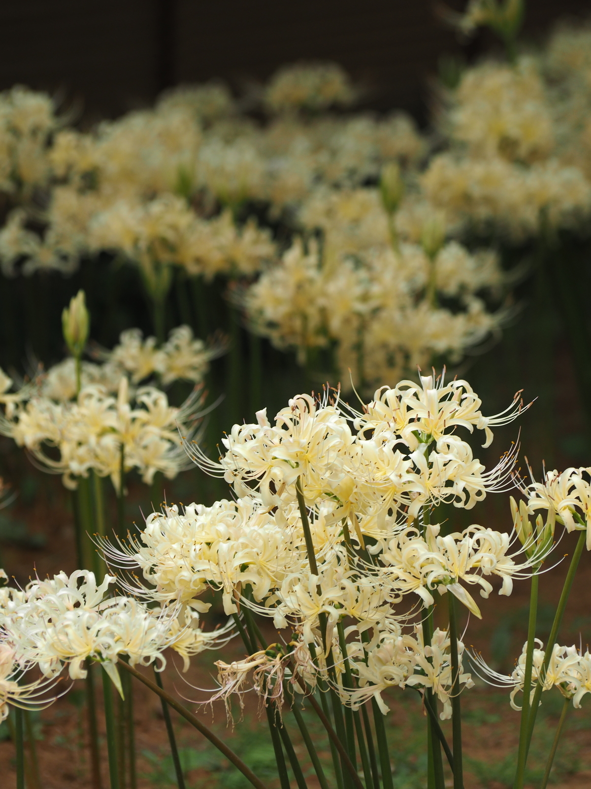 f:id:k10no3:20190928100847j:plain