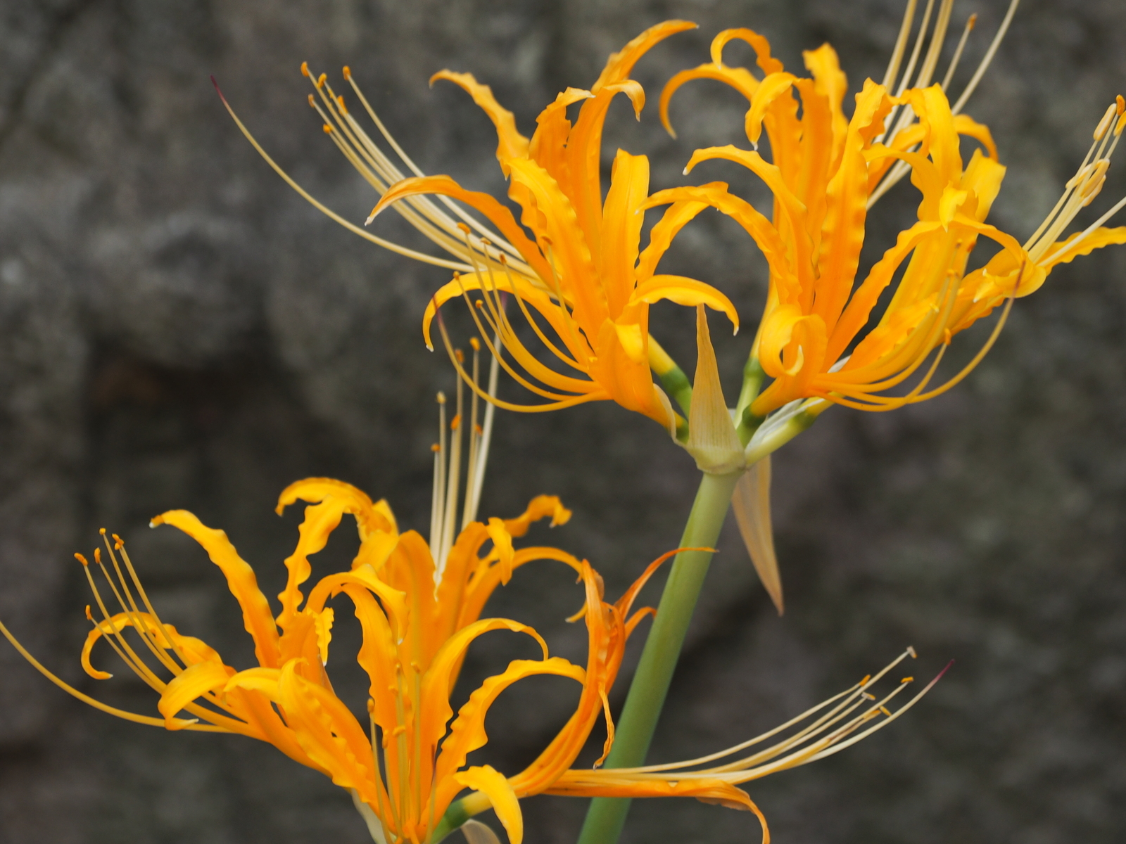 f:id:k10no3:20190928101005j:plain