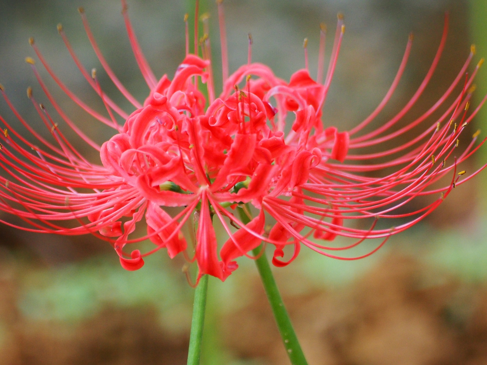 f:id:k10no3:20190928102733j:plain