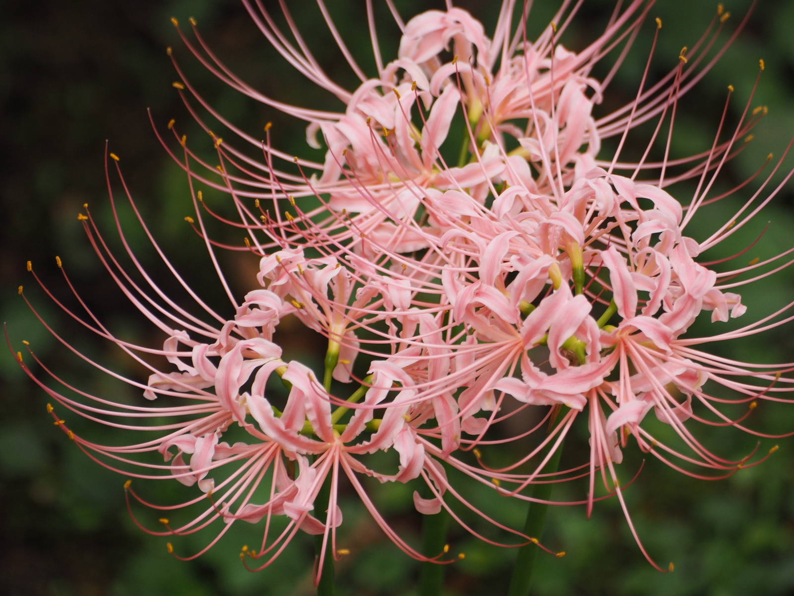 f:id:k10no3:20190928103719j:plain