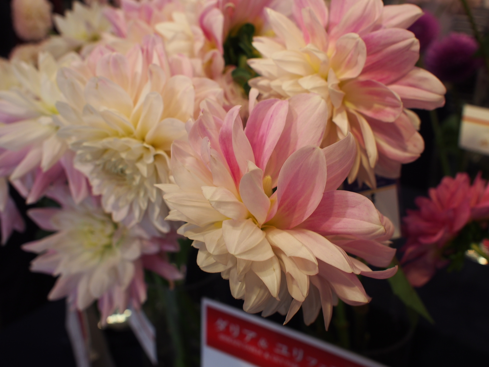 f:id:k10no3:20191013132955j:plain
