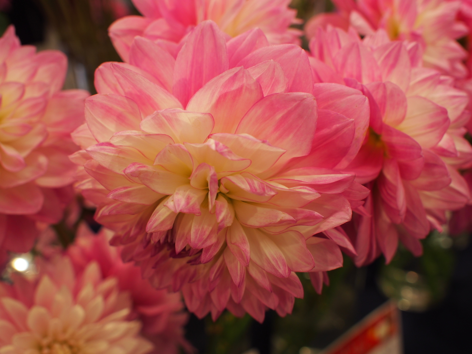 f:id:k10no3:20191013133621j:plain