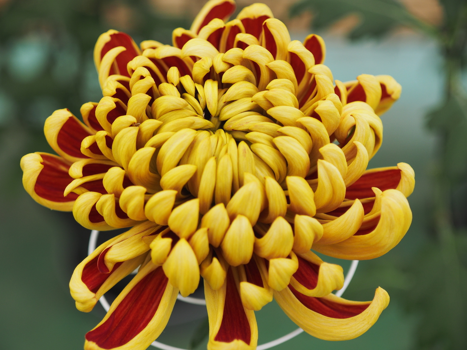 f:id:k10no3:20191027141336j:plain