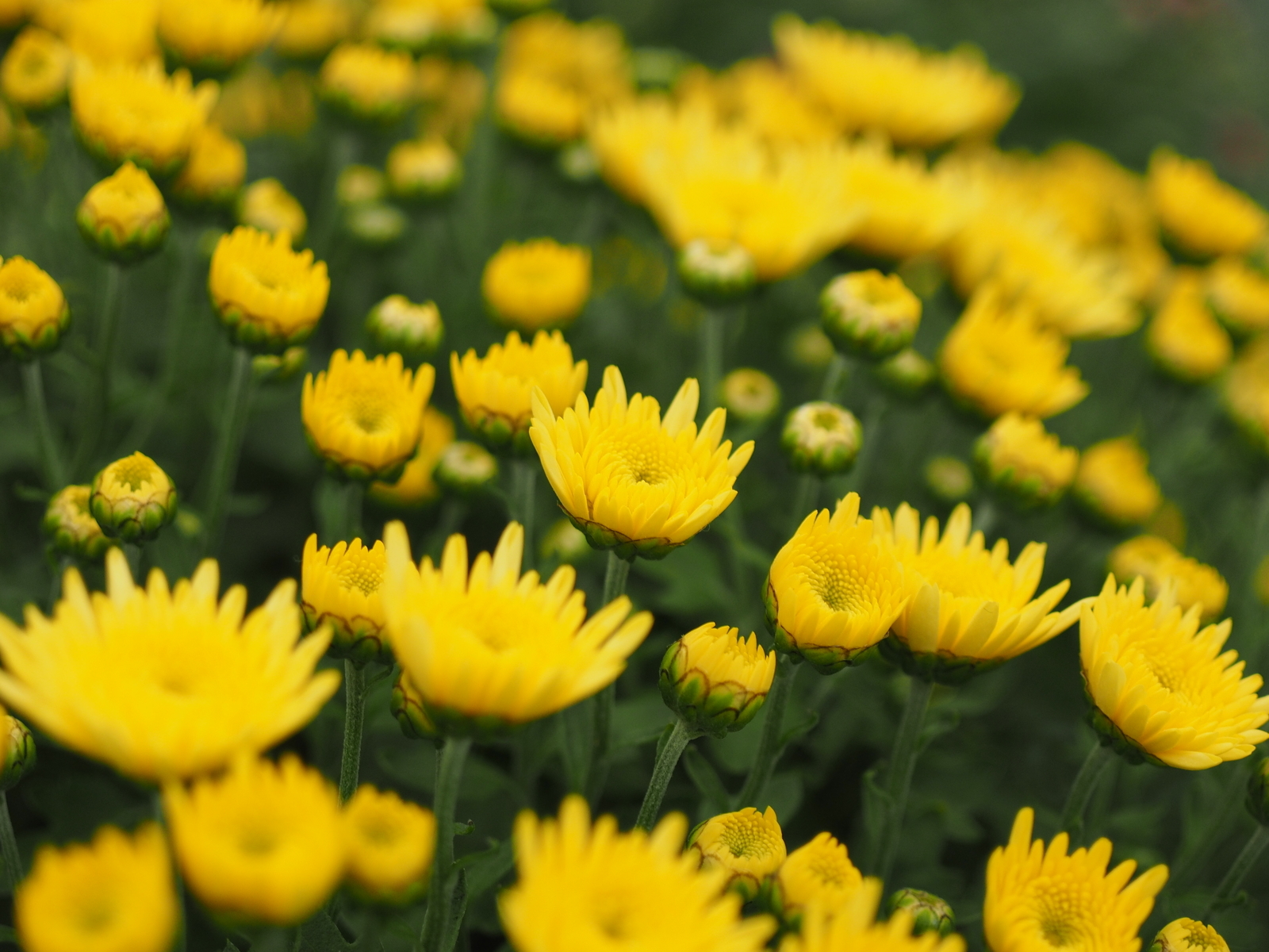 f:id:k10no3:20191027141427j:plain
