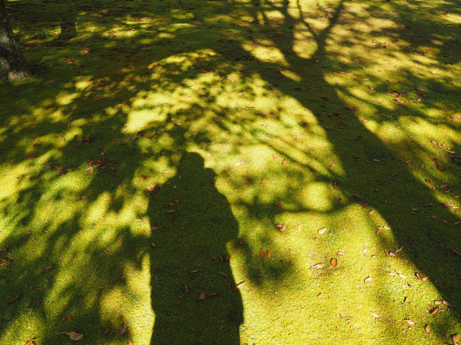 f:id:k10no3:20191102103550j:plain