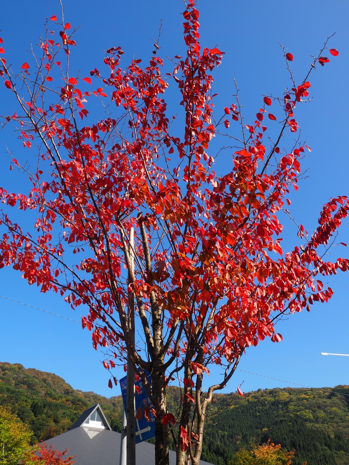 f:id:k10no3:20191102120949j:plain