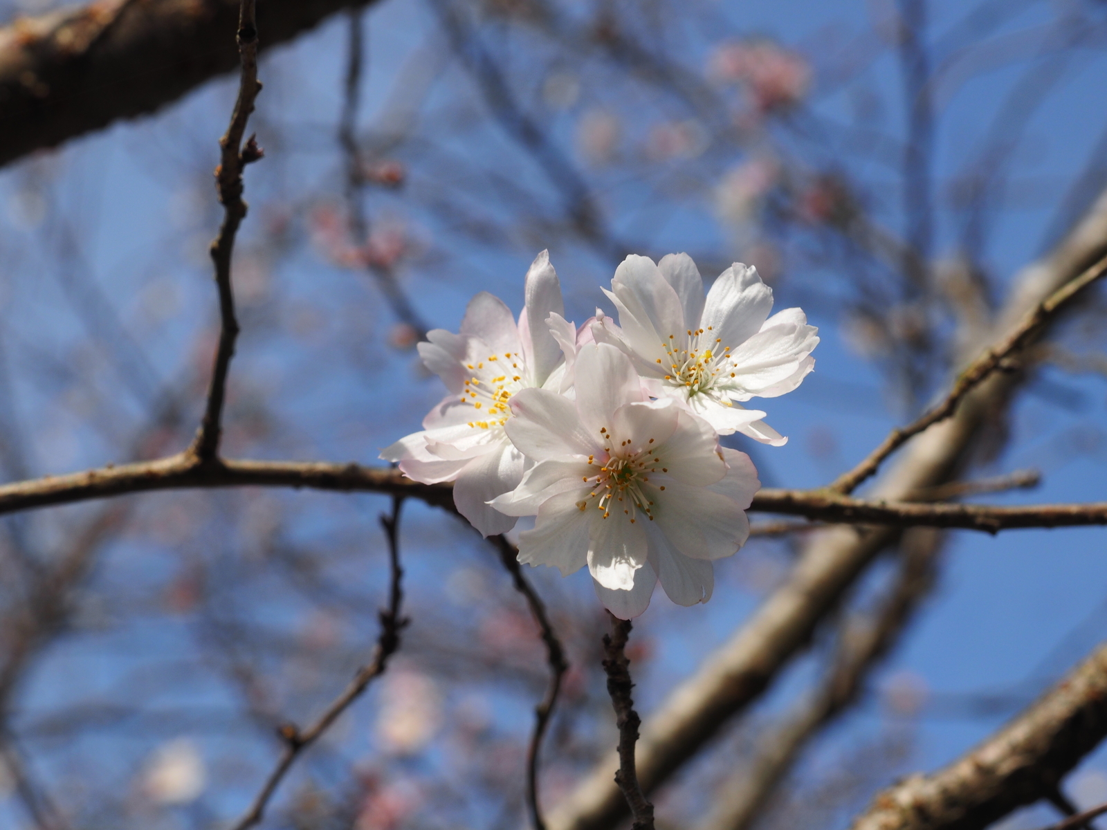 f:id:k10no3:20191103101908j:plain f:id:k10no3:20191103101908j:plain