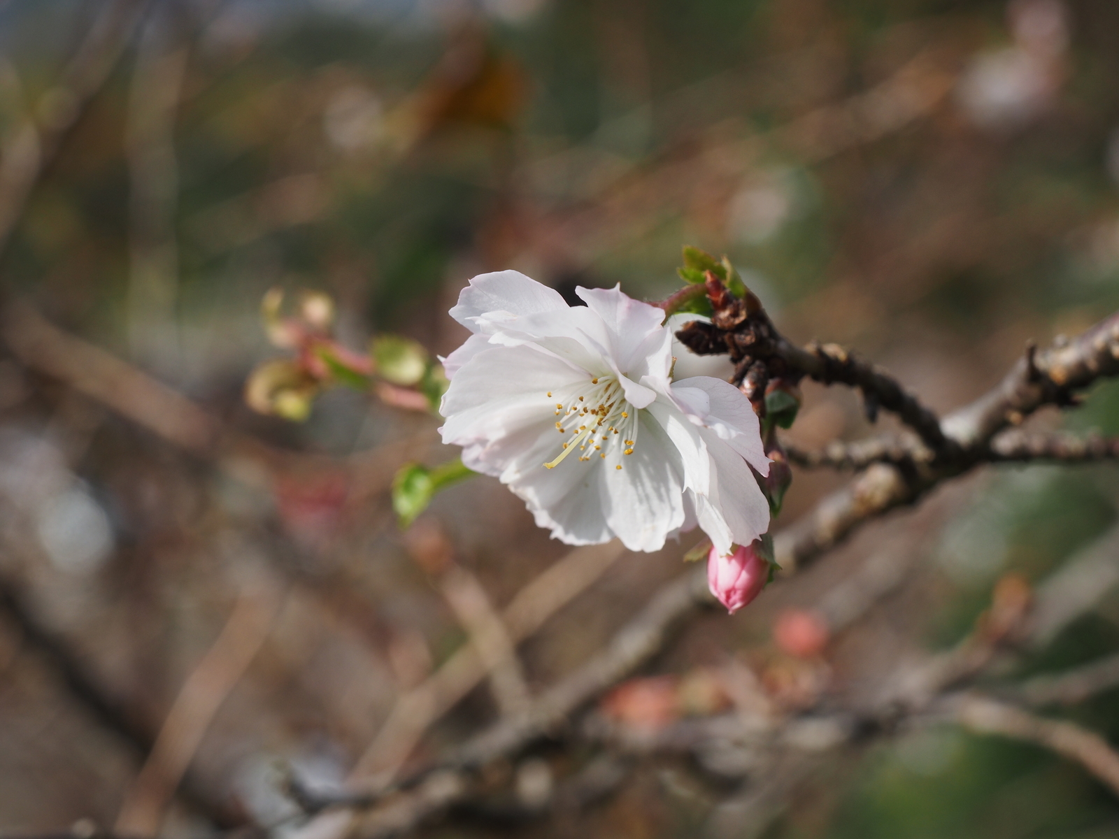 f:id:k10no3:20191103102328j:plain f:id:k10no3:20191103102328j:plain