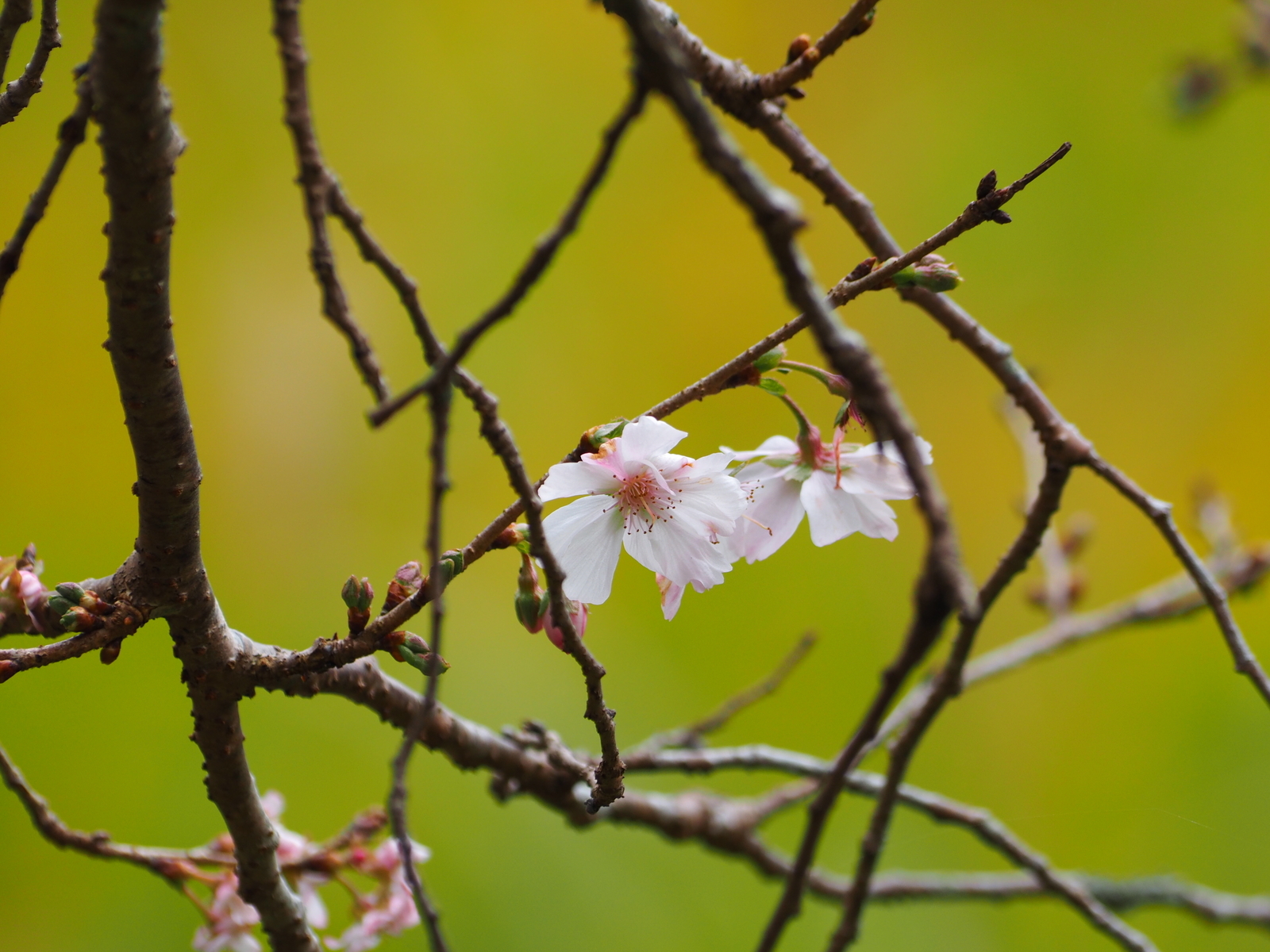 f:id:k10no3:20191109105434j:plain