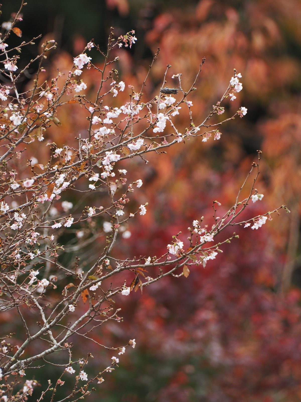 f:id:k10no3:20191109110018j:plain