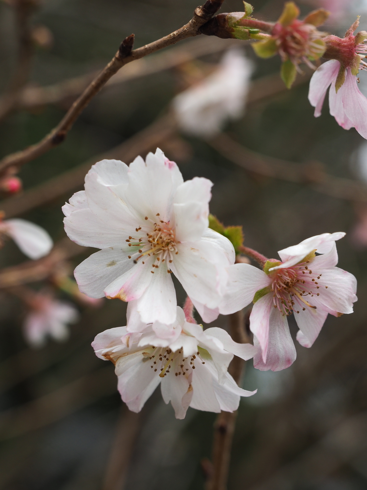 f:id:k10no3:20191109110517j:plain