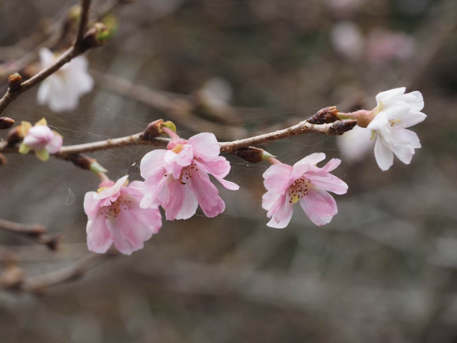 f:id:k10no3:20191109110535j:plain