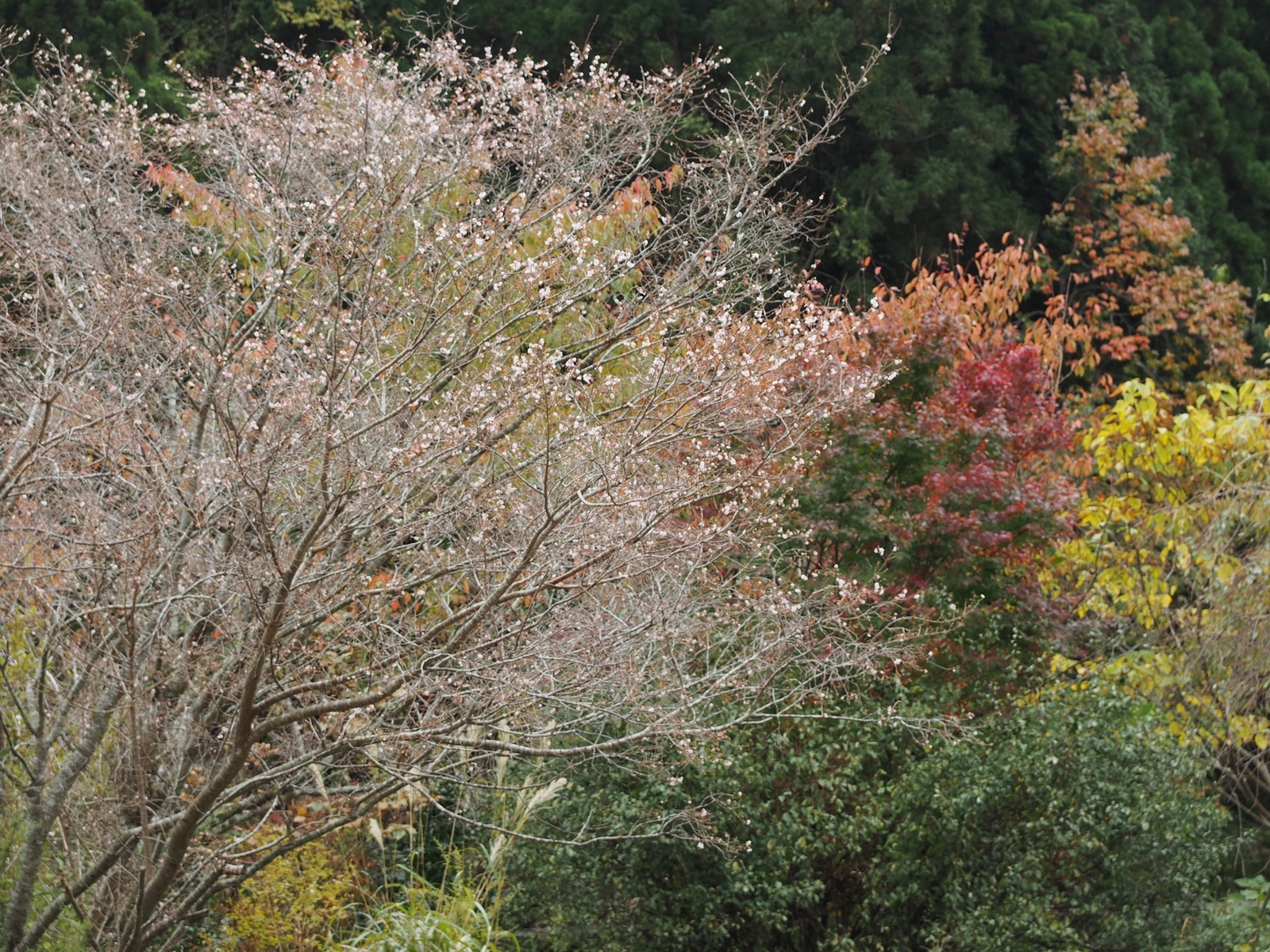 f:id:k10no3:20191109110556j:plain