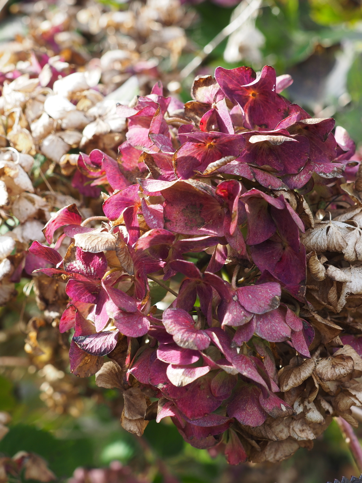 f:id:k10no3:20191109130544j:plain